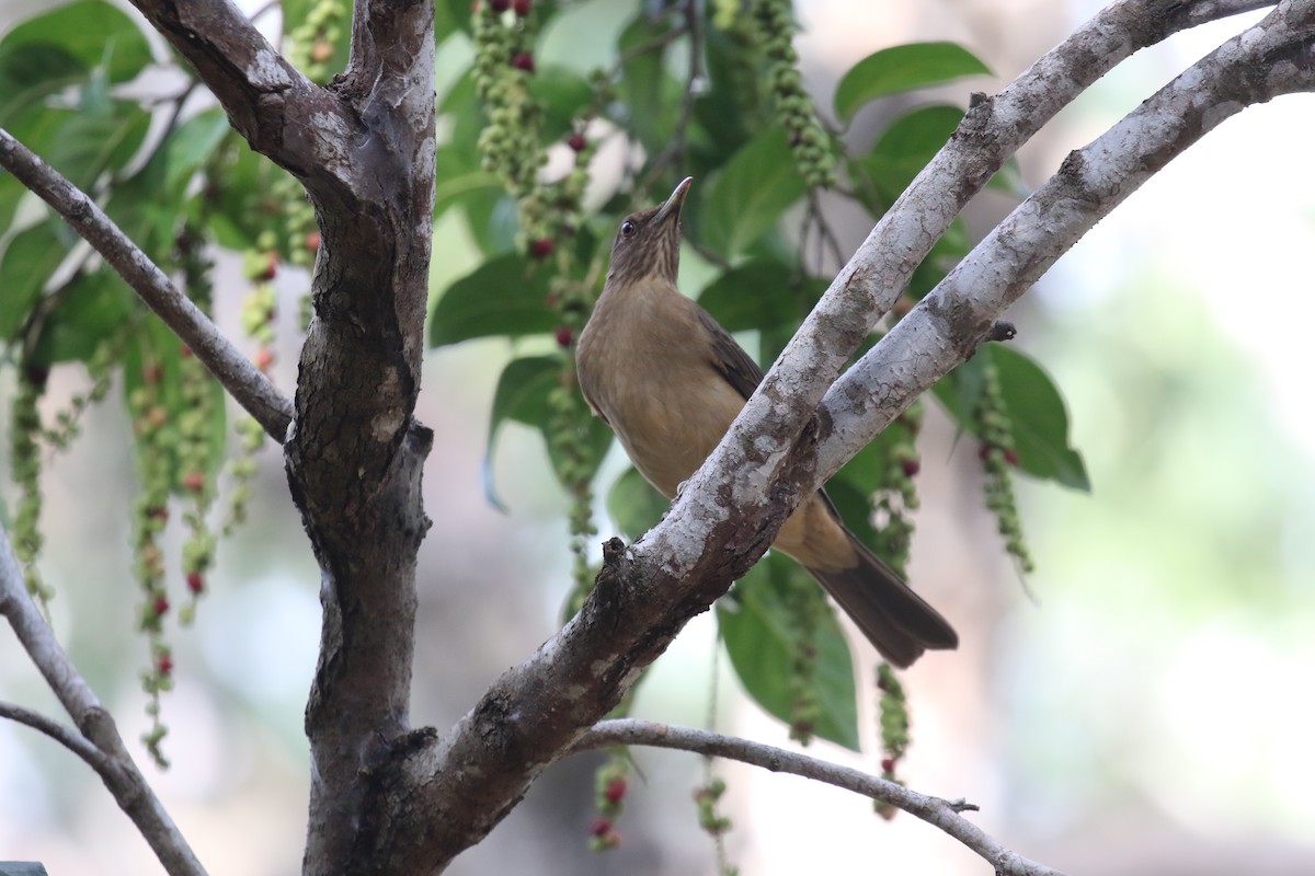 Clay-colored Thrush - ML630814132