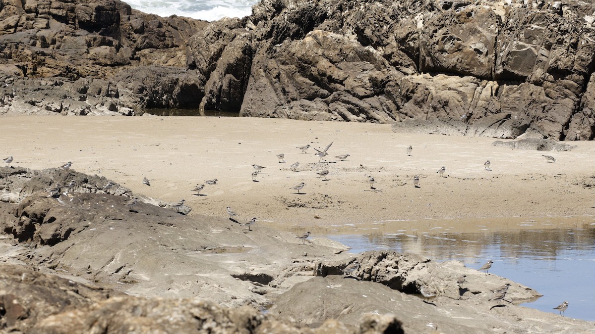 Semipalmated Plover - ML630814161