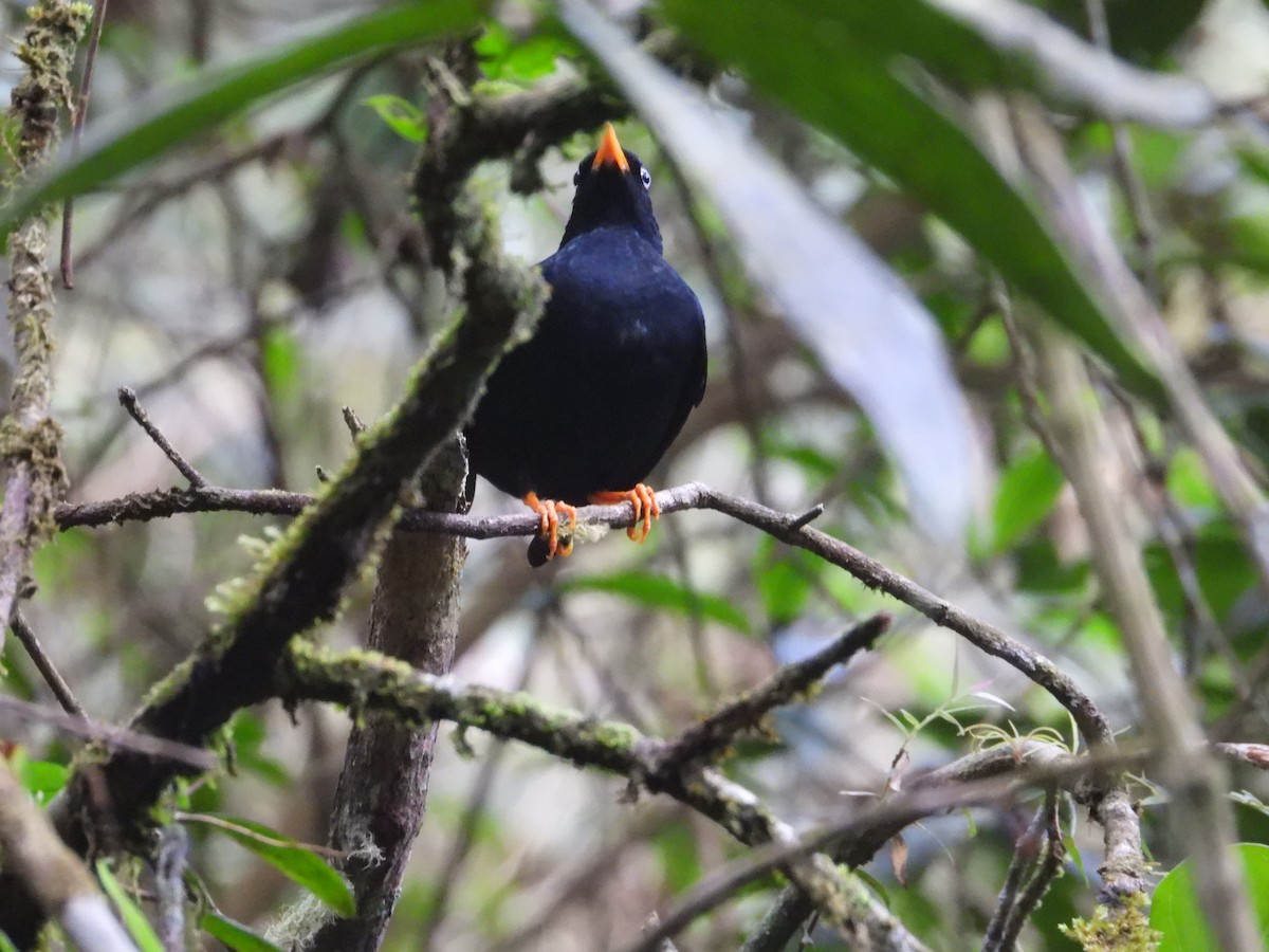 Pale-eyed Thrush - Colby Neuman