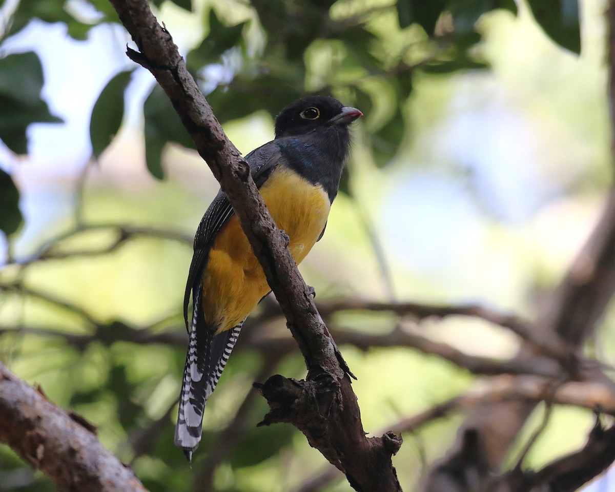 trogon podvazkový - ML630814165