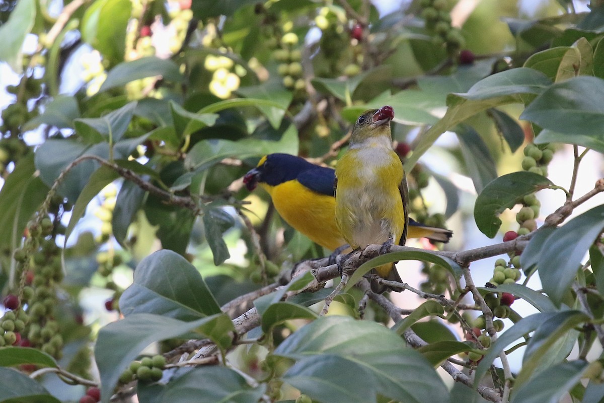 Organiste à gorge jaune - ML630814235