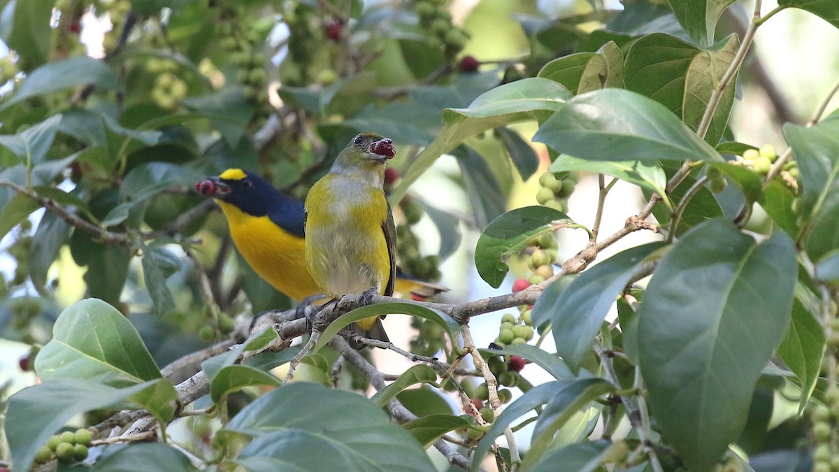 Yellow-throated Euphonia - ML630814237