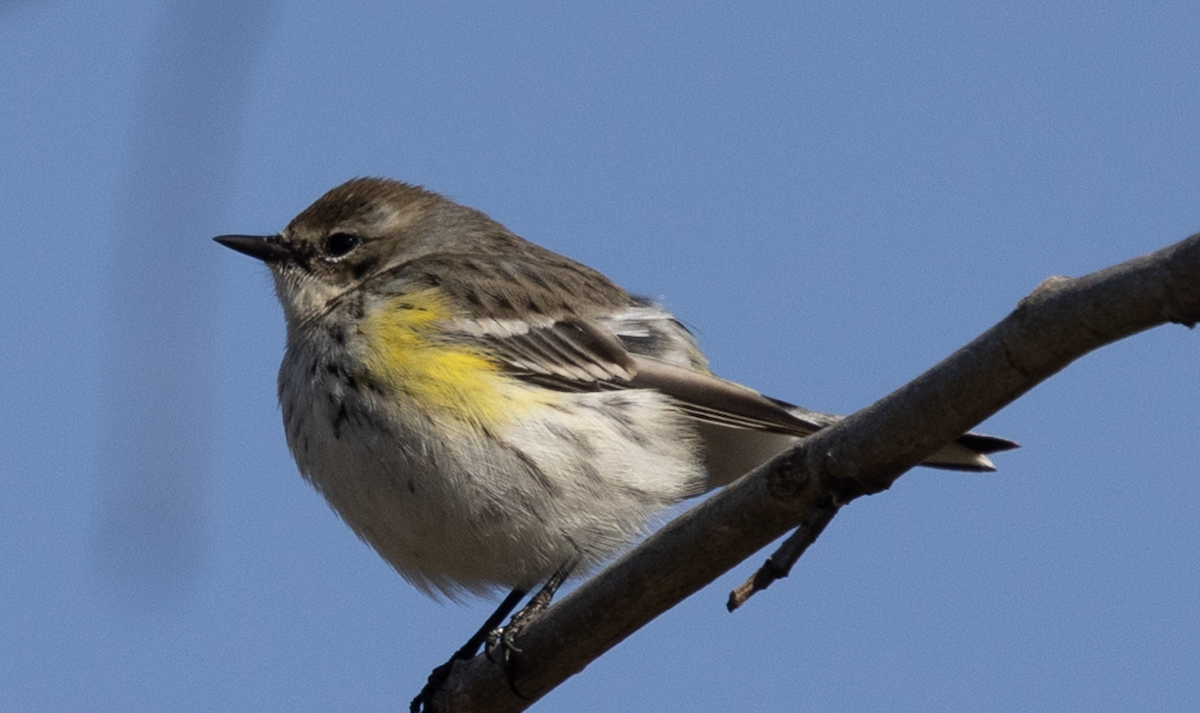Yellow-rumped Warbler - ML630814240