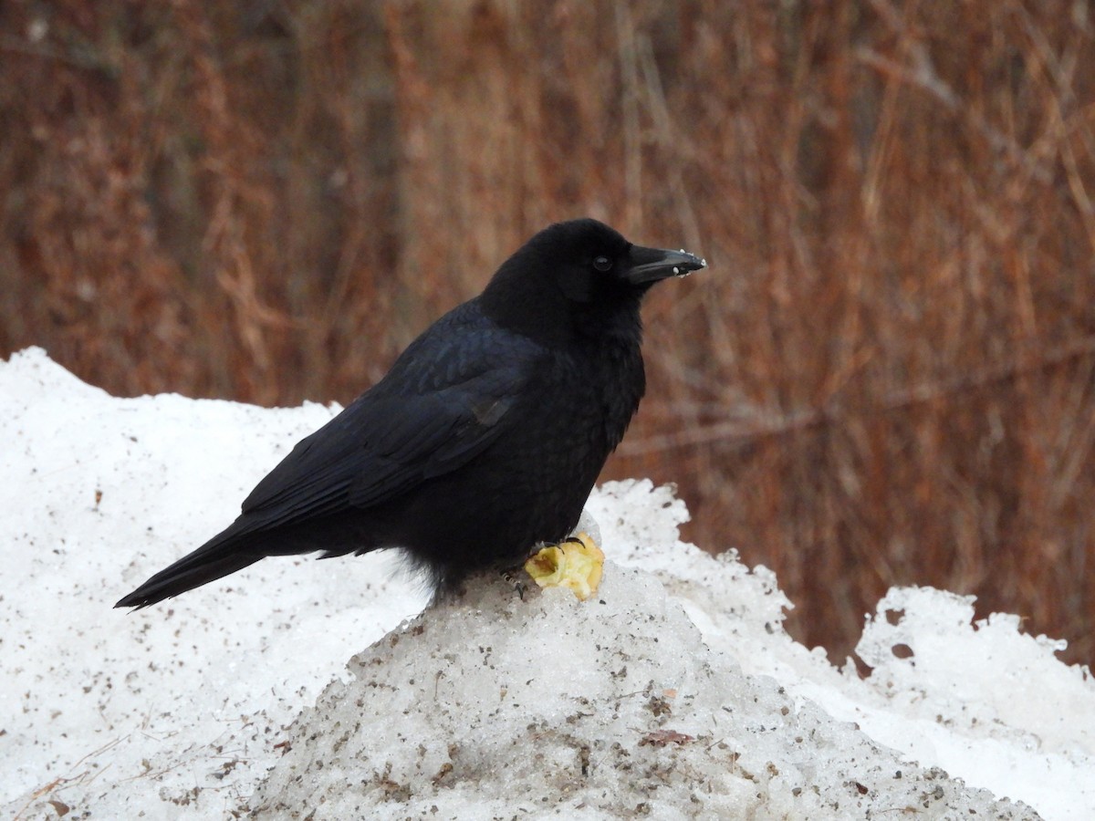 American Crow - ML630814290