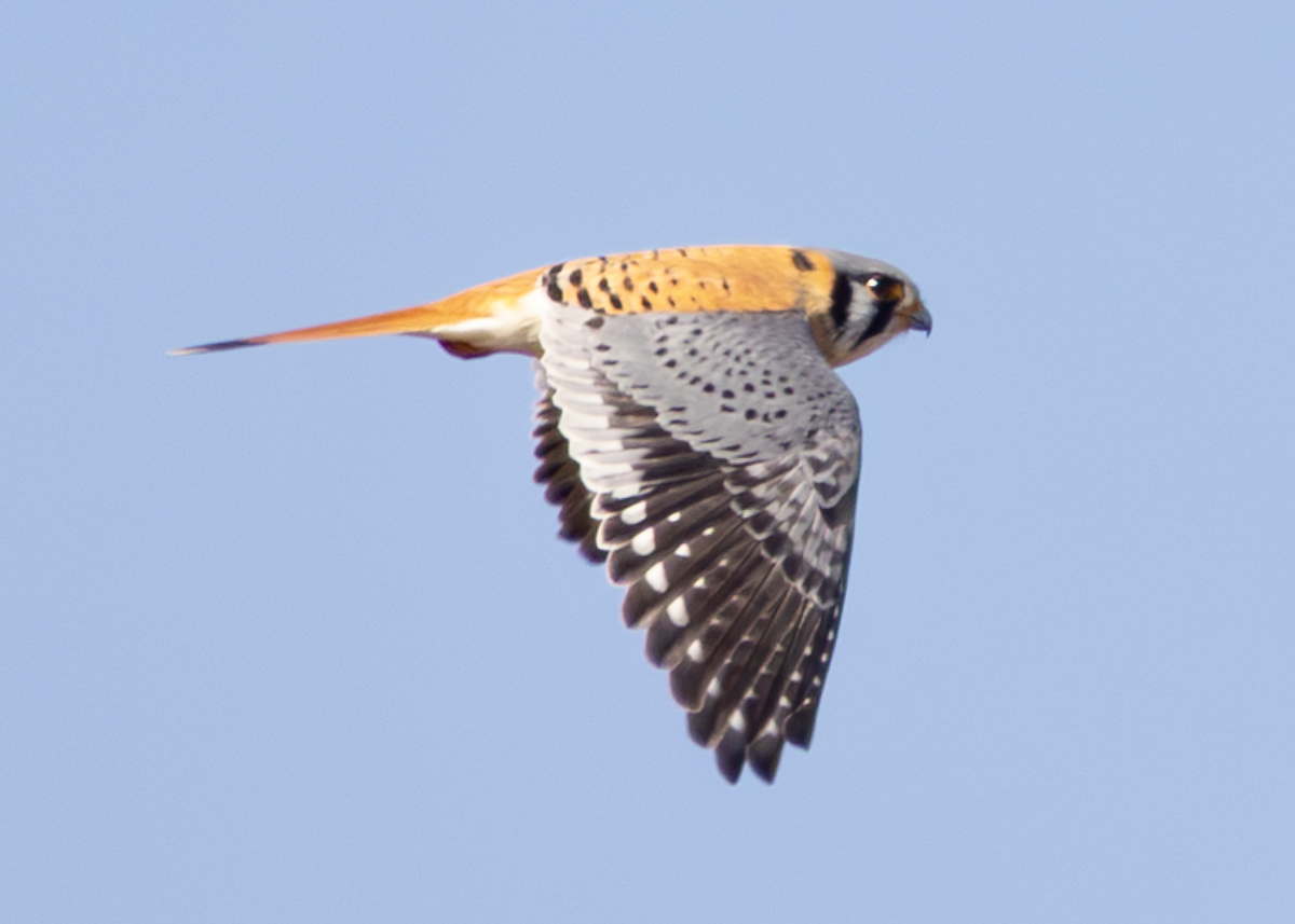 American Kestrel - ML630814362