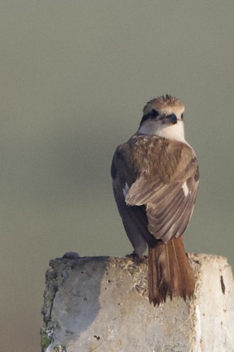 Isabelline Shrike - ML630814425