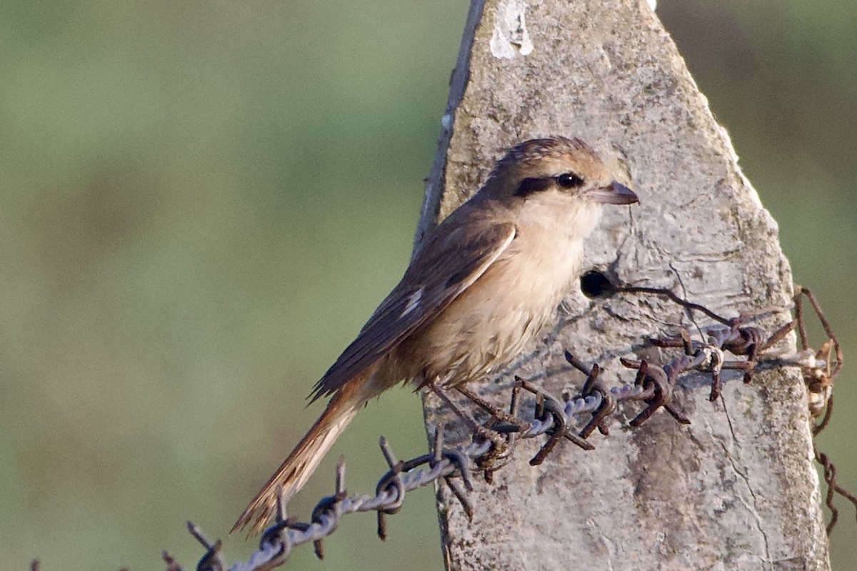 Isabelline Shrike - ML630814426