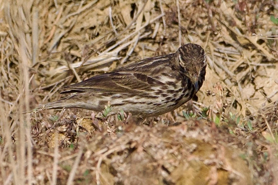 Red-throated Pipit - ML630814440