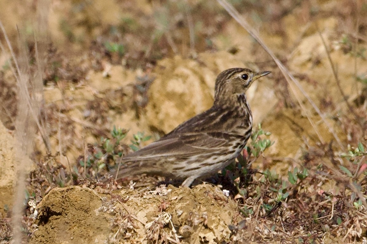 Red-throated Pipit - ML630814441