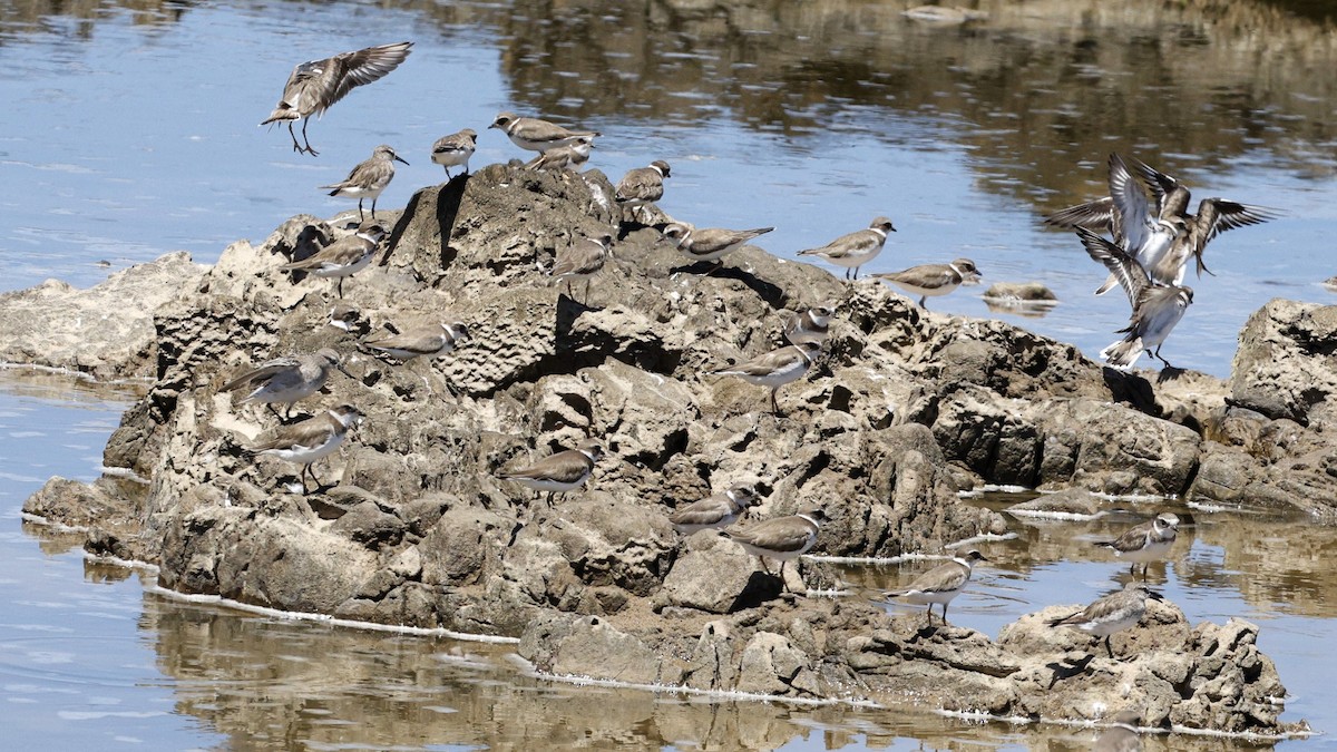 Semipalmated Plover - ML630814443