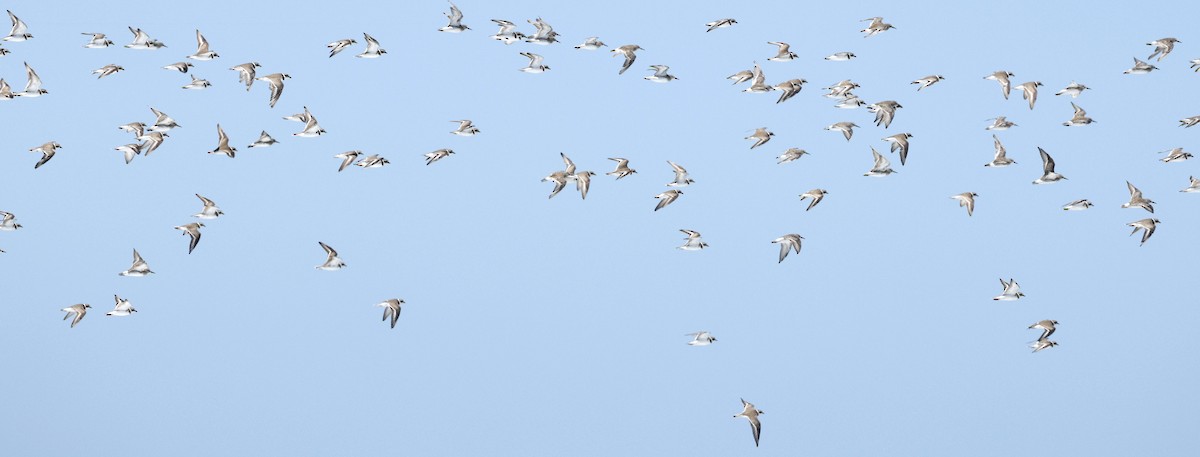 Semipalmated Plover - ML630814459