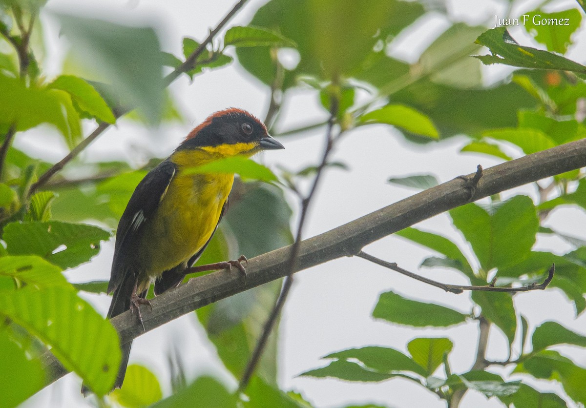 Atlapetes Pechiamarillo - ML630814461