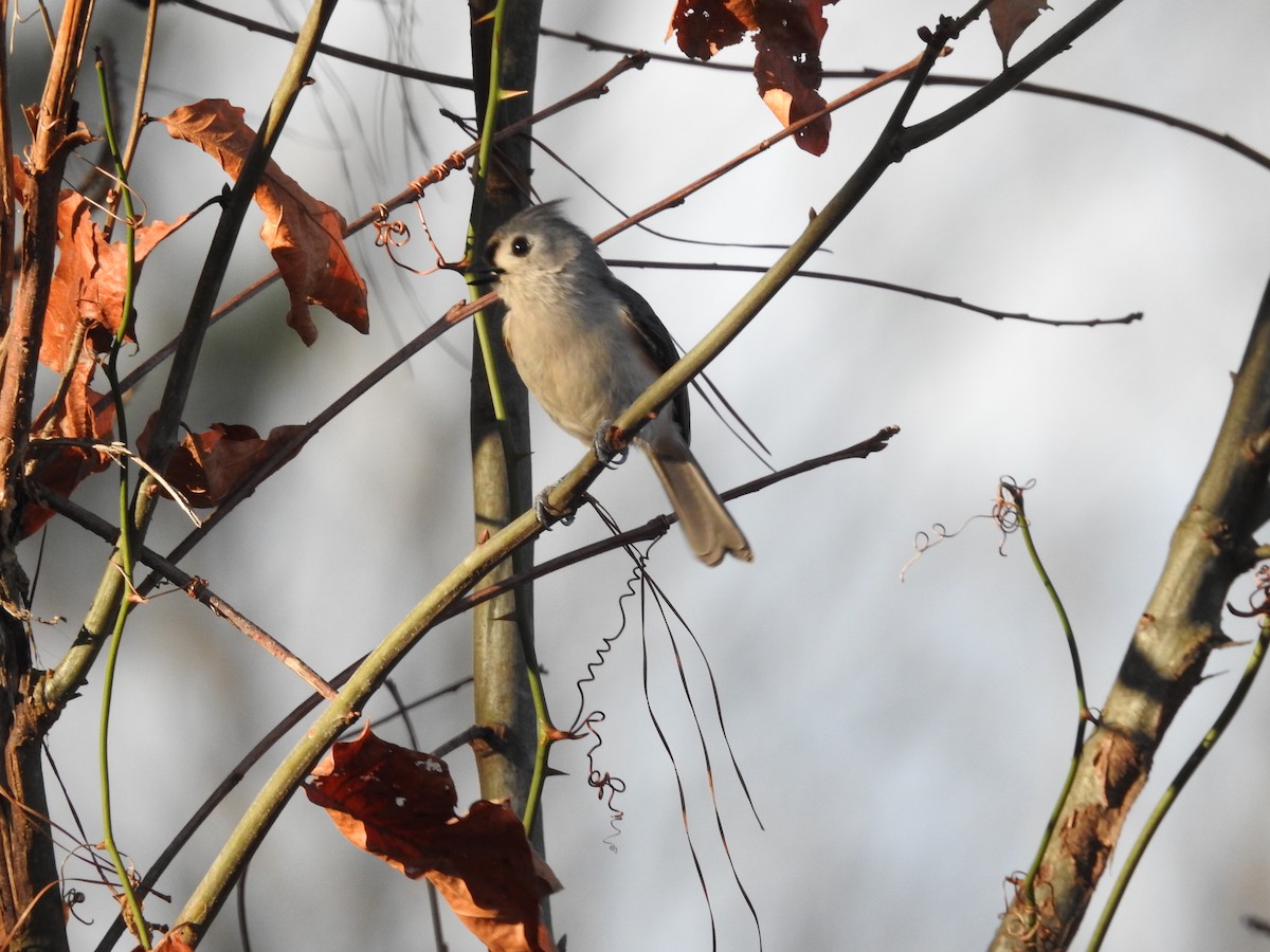 Tufted Titmouse - ML630814494