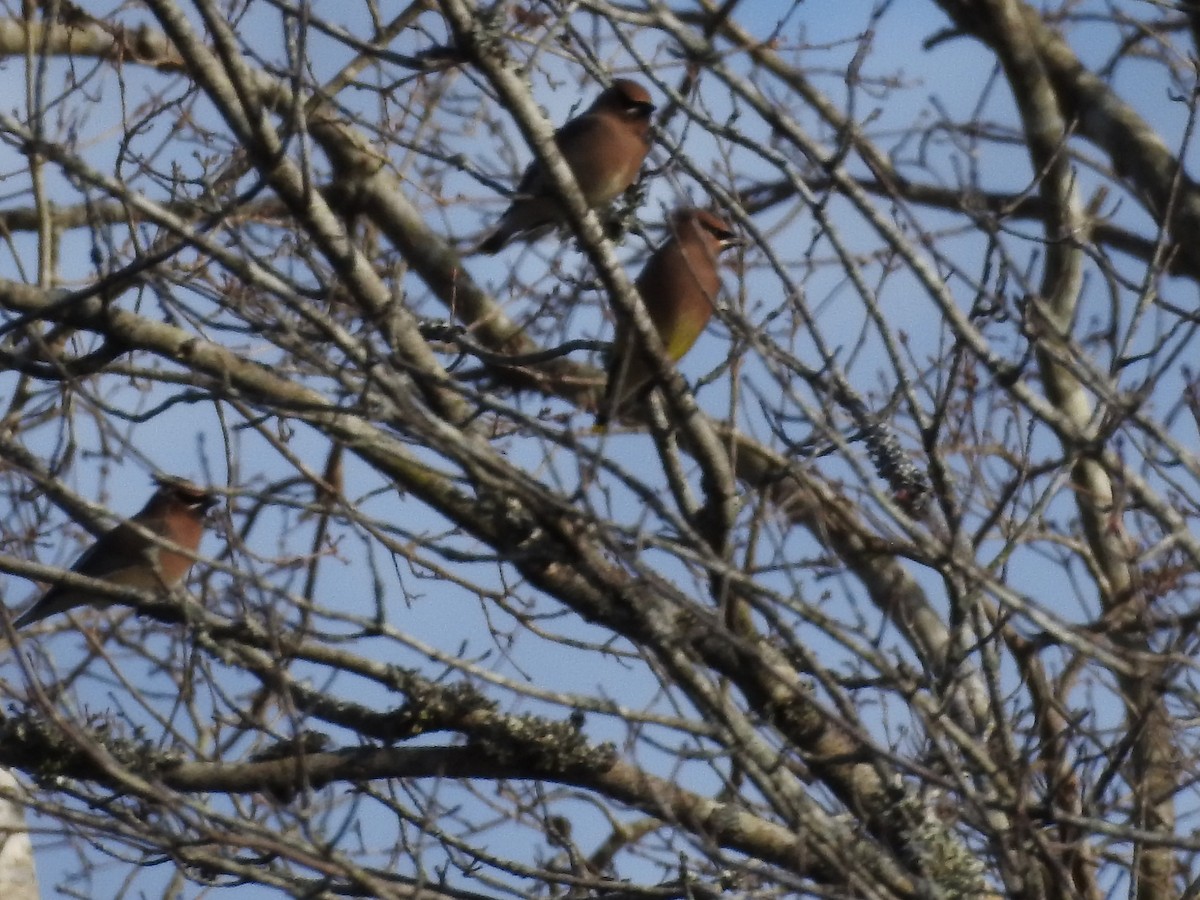 Cedar Waxwing - ML630814510