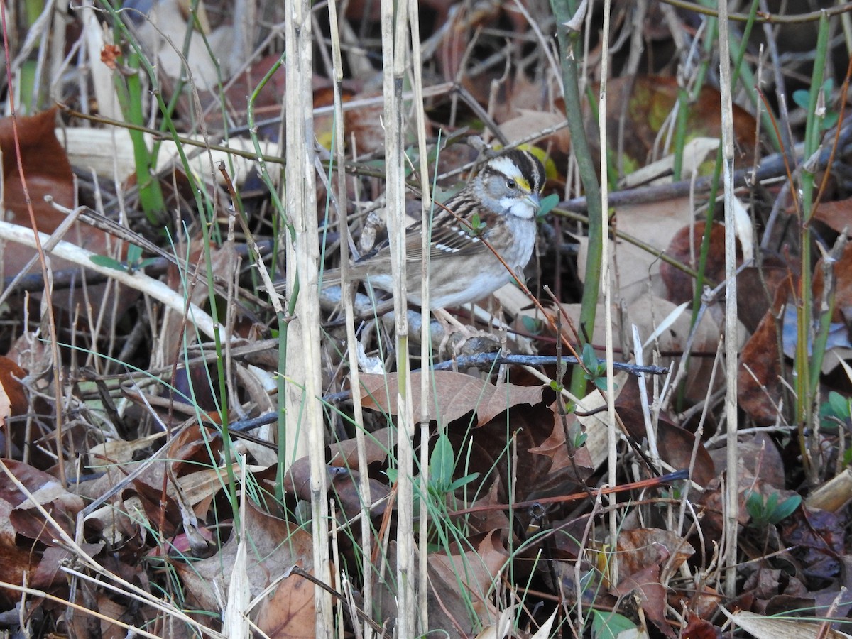 White-throated Sparrow - ML630814540