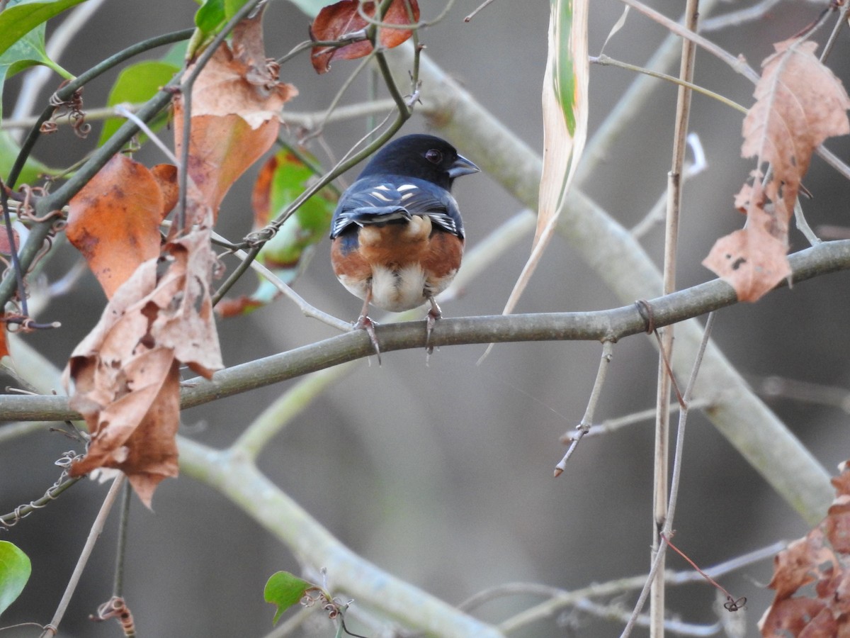 Eastern Towhee - ML630814553
