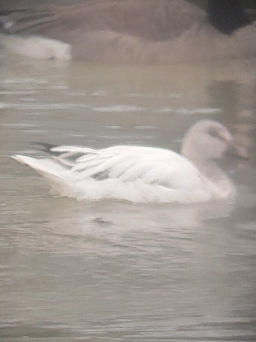 Snow Goose - ML630814672