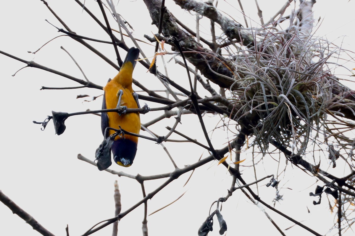 Hispaniolan Euphonia - ML630814918