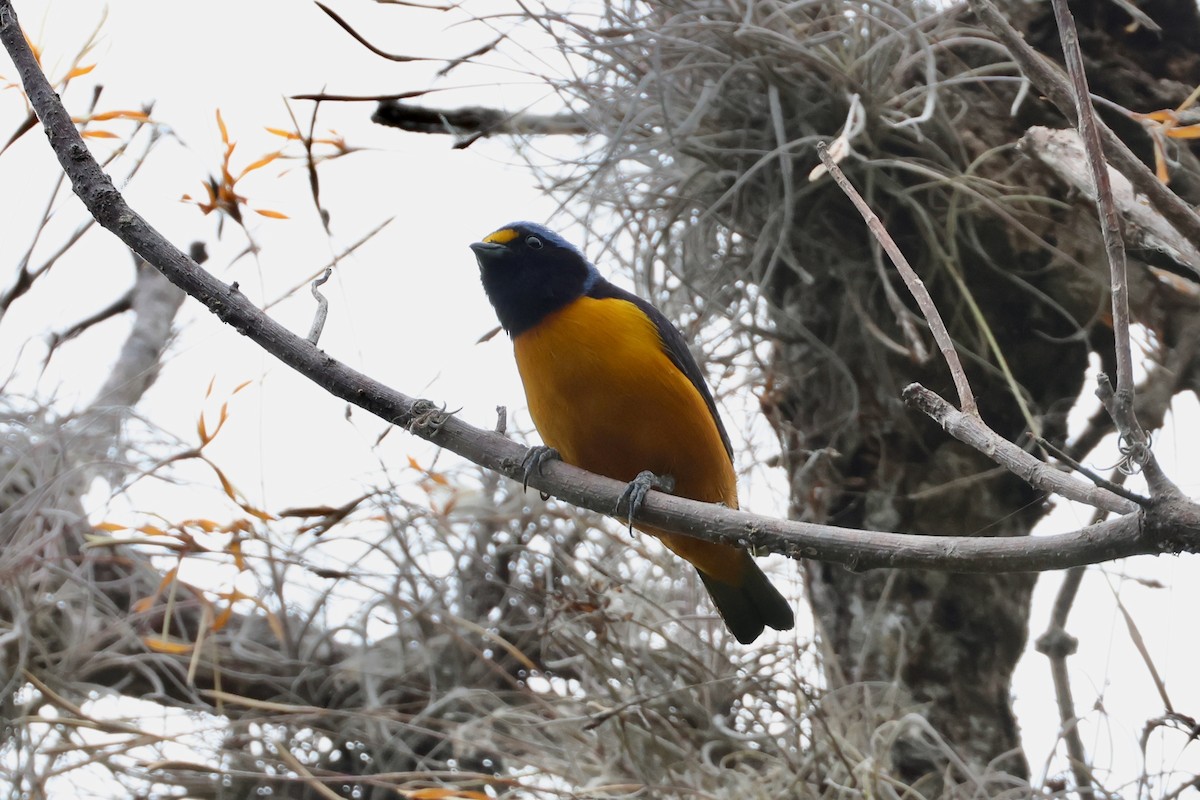 Hispaniolan Euphonia - ML630814919