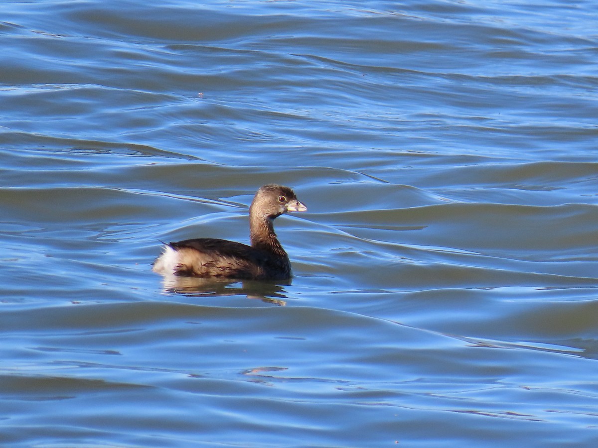 Pied-billed Grebe - ML630815039