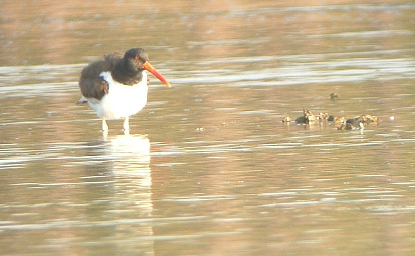 American Oystercatcher - ML630815078