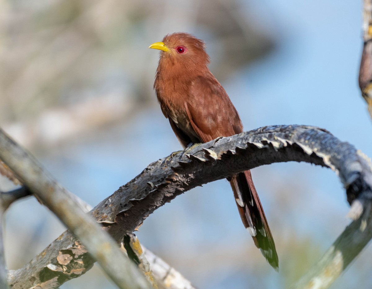 Little Cuckoo - ML630815162