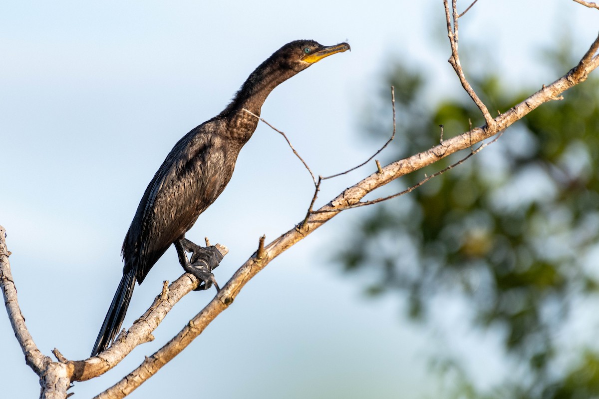 Neotropic Cormorant - ML630815196