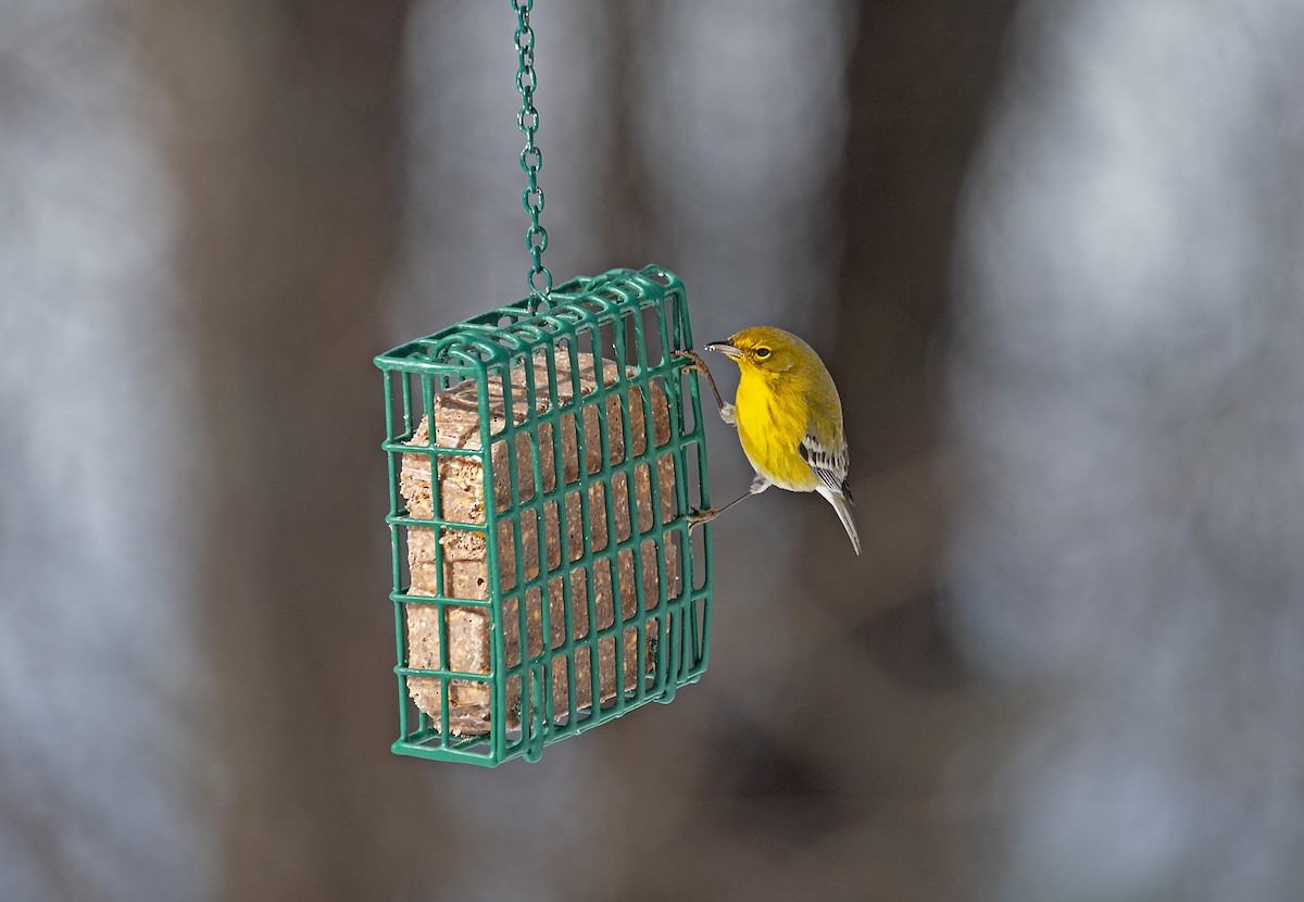 Reinita del Pinar - ML630815284