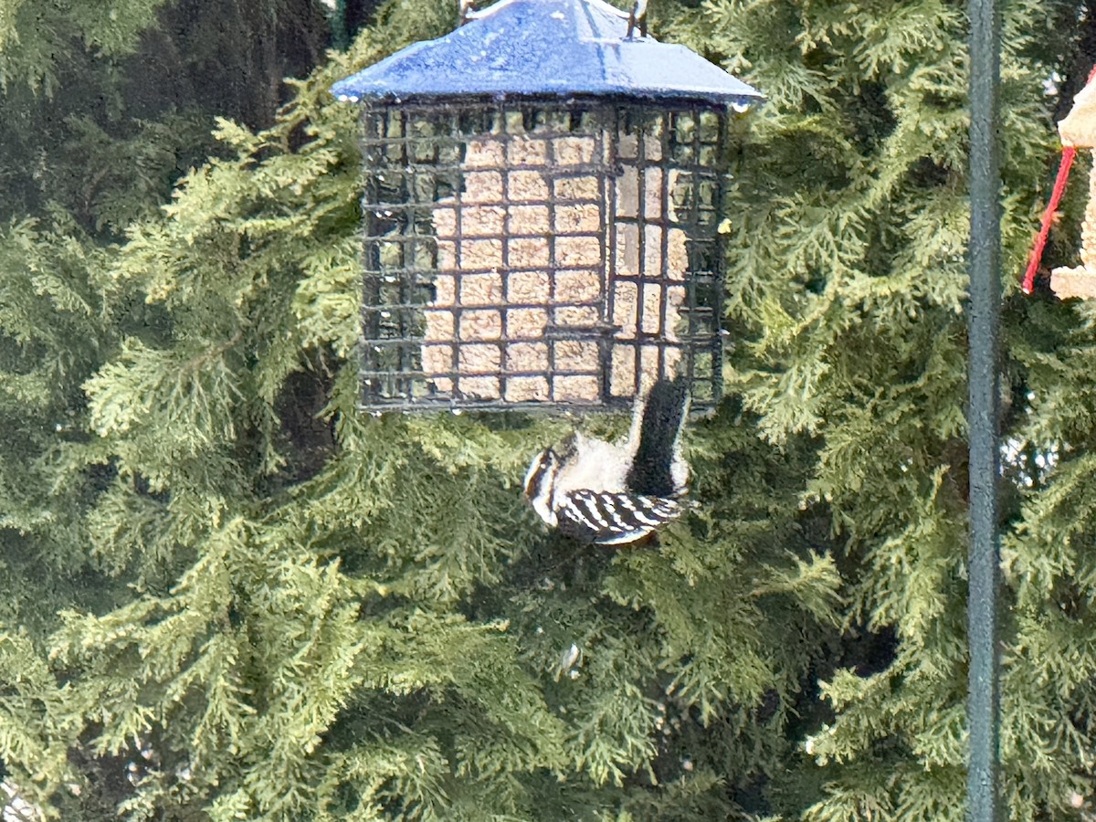 Hairy Woodpecker - ML630815295