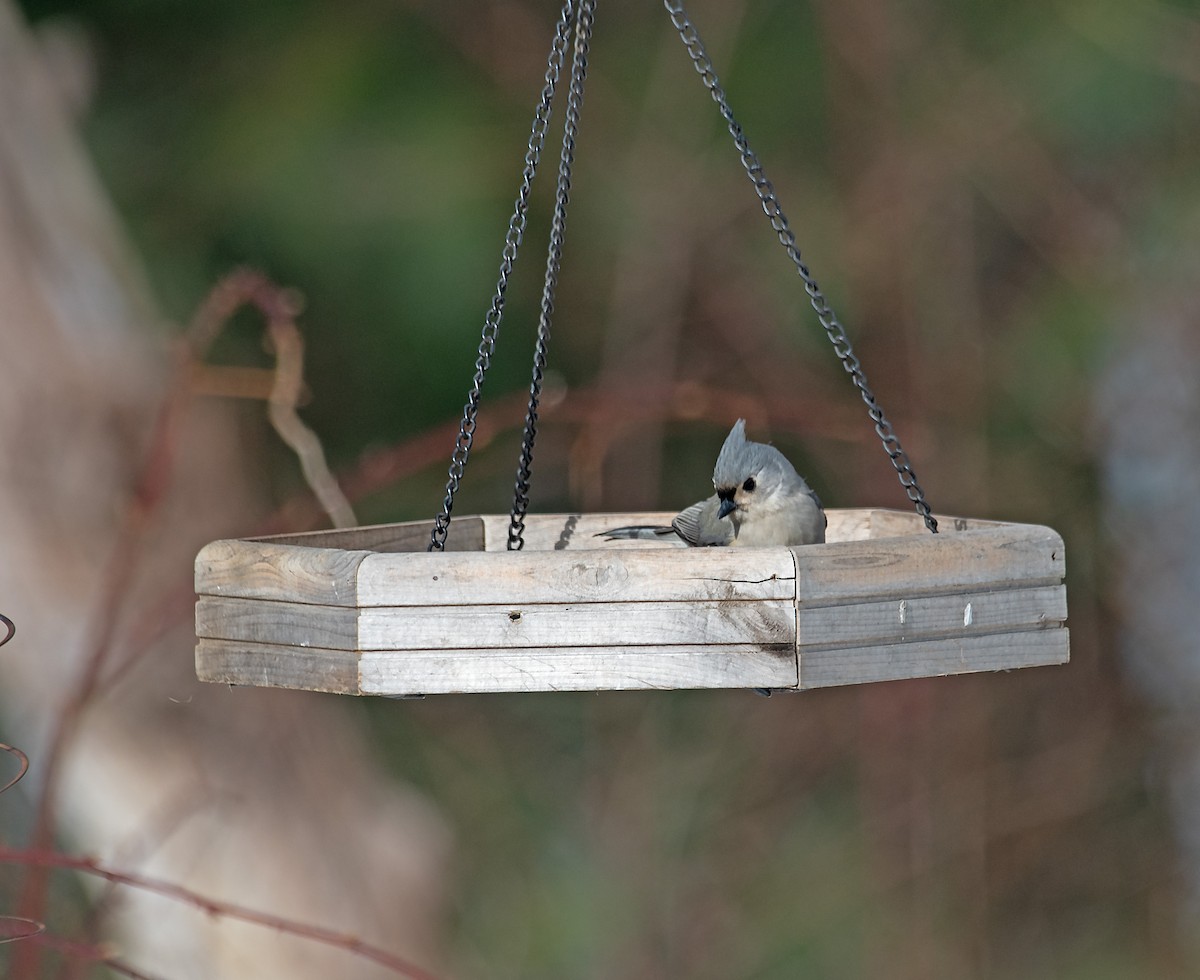 Herrerillo Bicolor - ML630815296