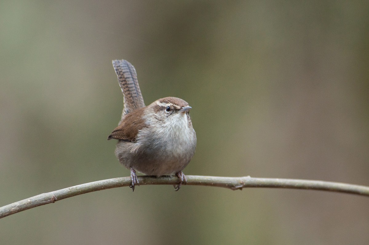 Bewick's Wren - ML630815362
