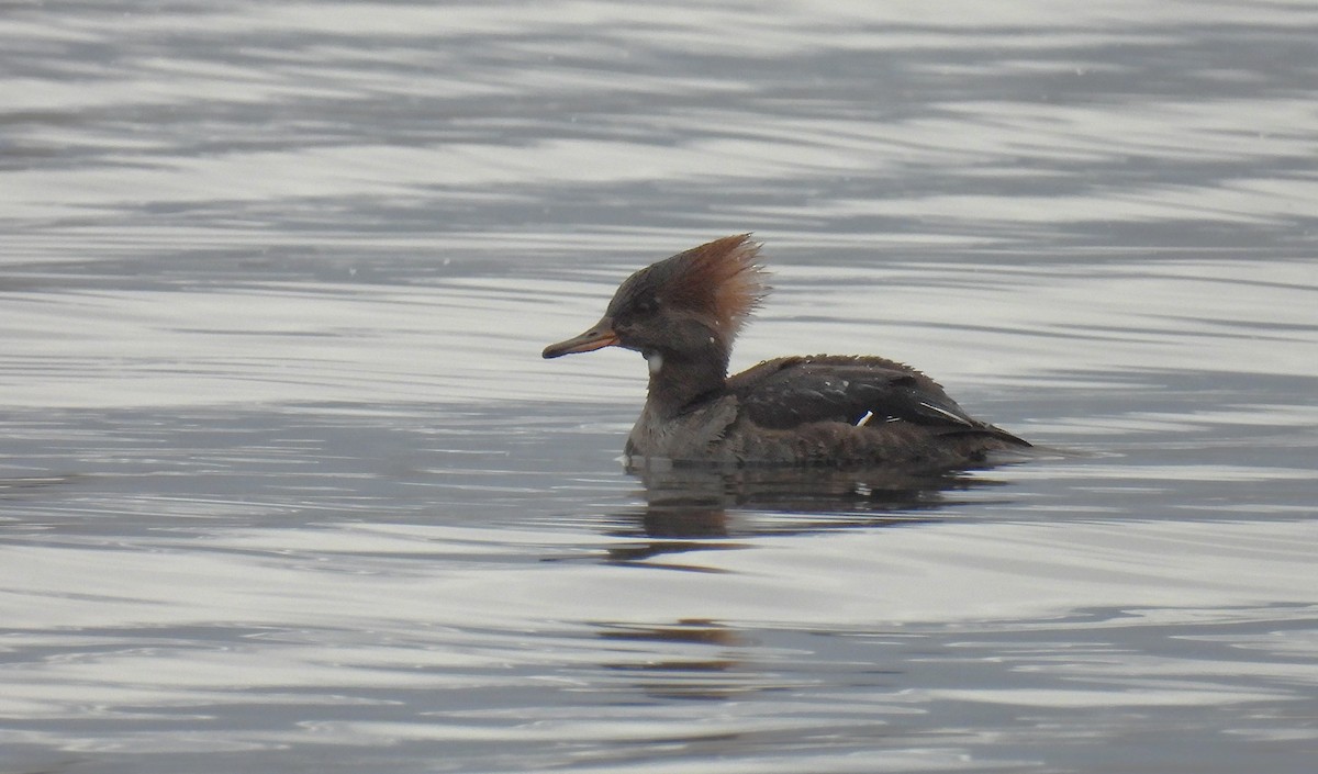 Hooded Merganser - ML630815567