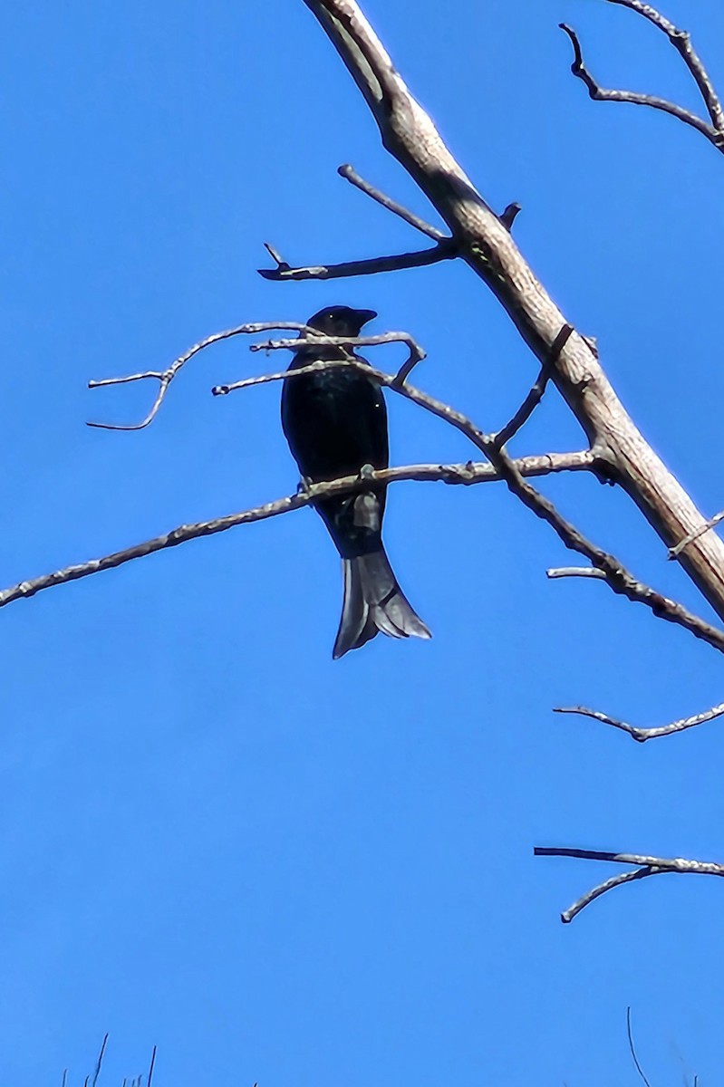 Spangled Drongo - ML630815722