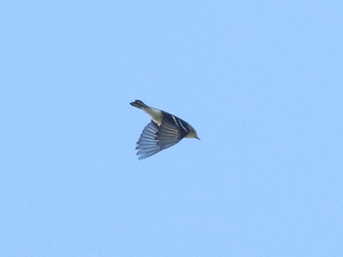 Blackburnian Warbler - ML630815755