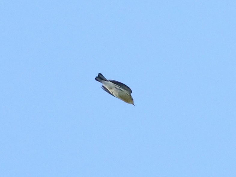 Blackburnian Warbler - ML630815756