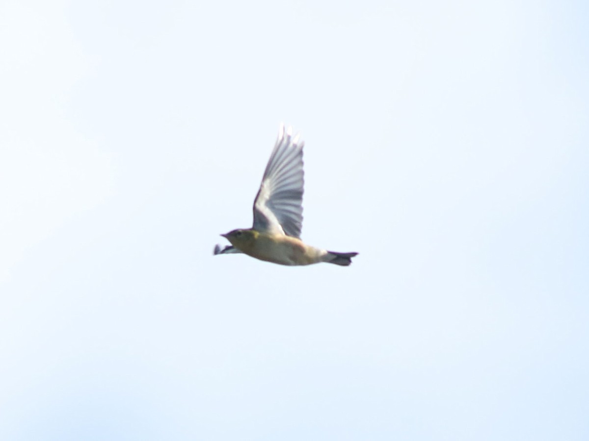 Bay-breasted Warbler - ML630815778
