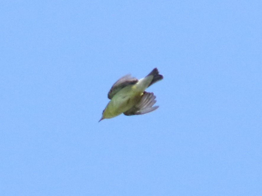Tennessee Warbler - ML630815883