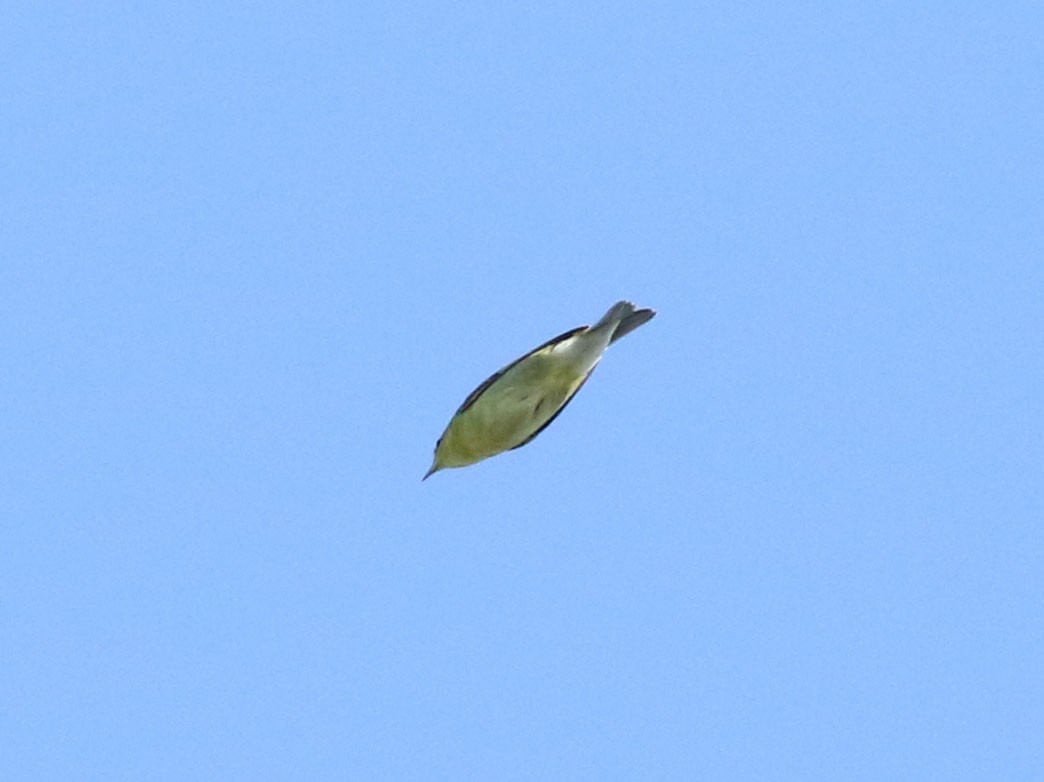 Tennessee Warbler - ML630815885