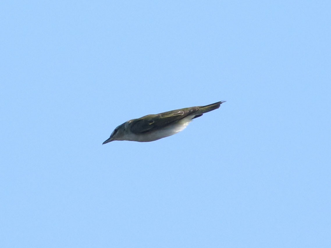 Red-eyed Vireo - ML630815896