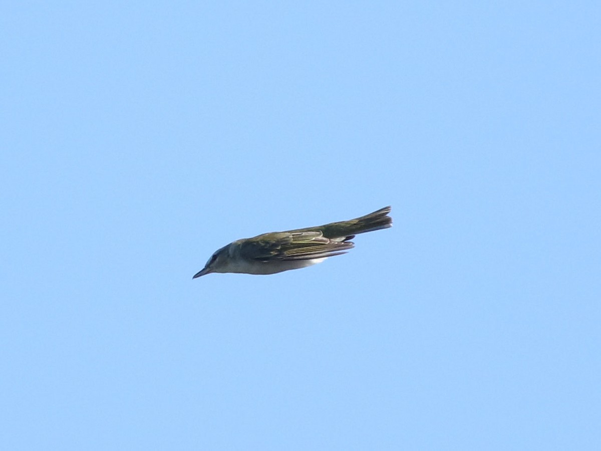 Red-eyed Vireo - ML630815897