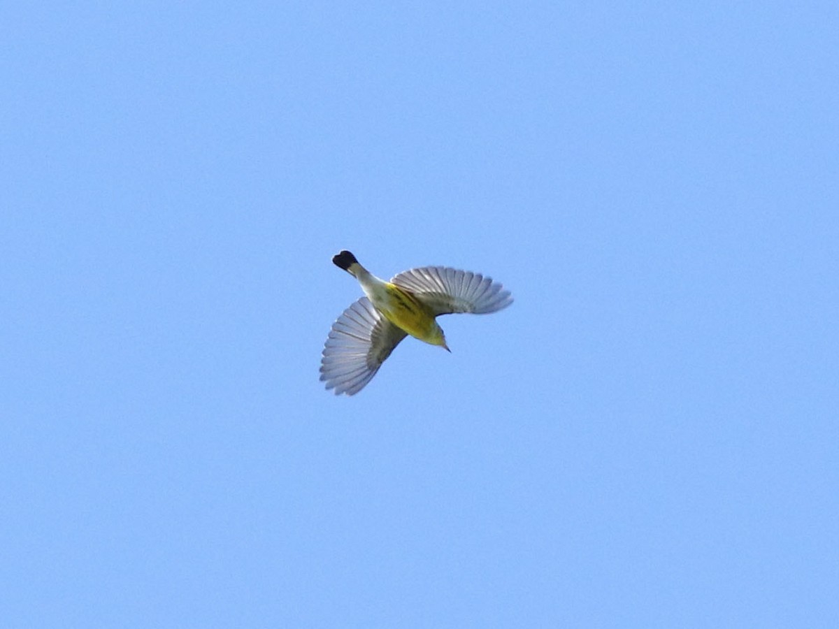 Magnolia Warbler - ML630815910