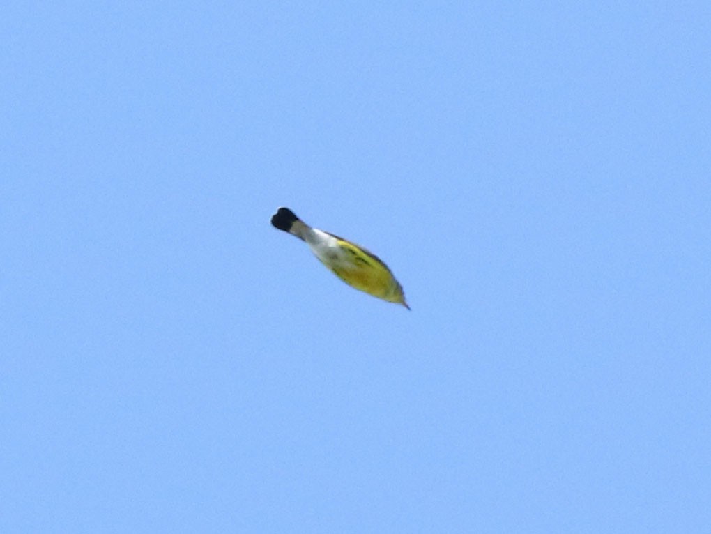 Magnolia Warbler - ML630815911