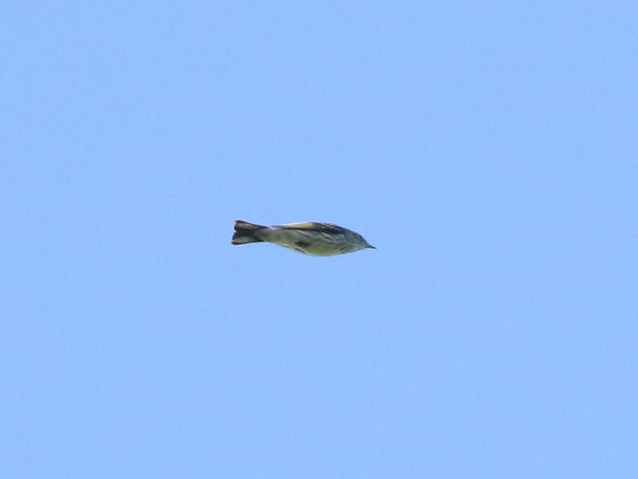 Cape May Warbler - ML630815917