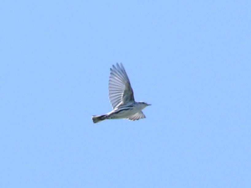 Black-and-white Warbler - ML630815935