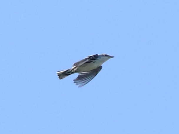 Black-and-white Warbler - ML630815936