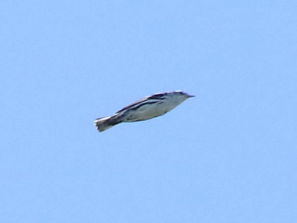 Black-and-white Warbler - ML630815937