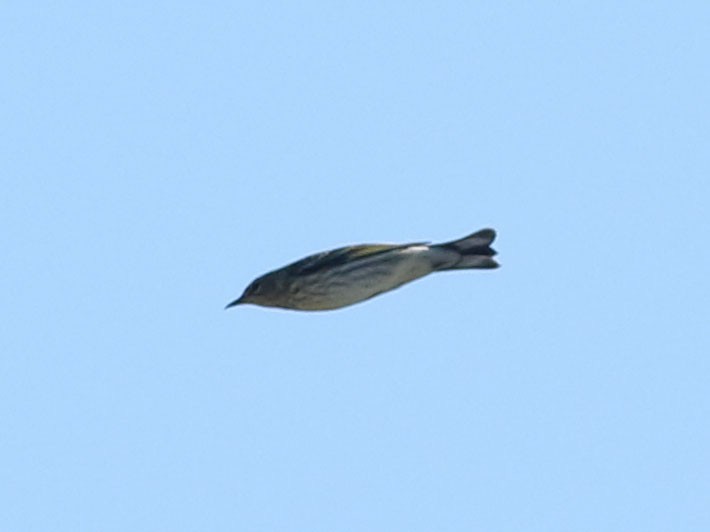 Cape May Warbler - ML630815958