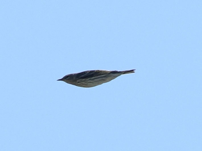 Cape May Warbler - ML630815959