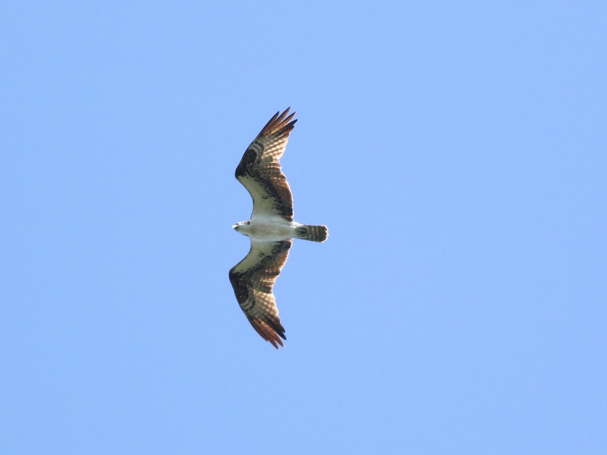 Osprey - ML630815965