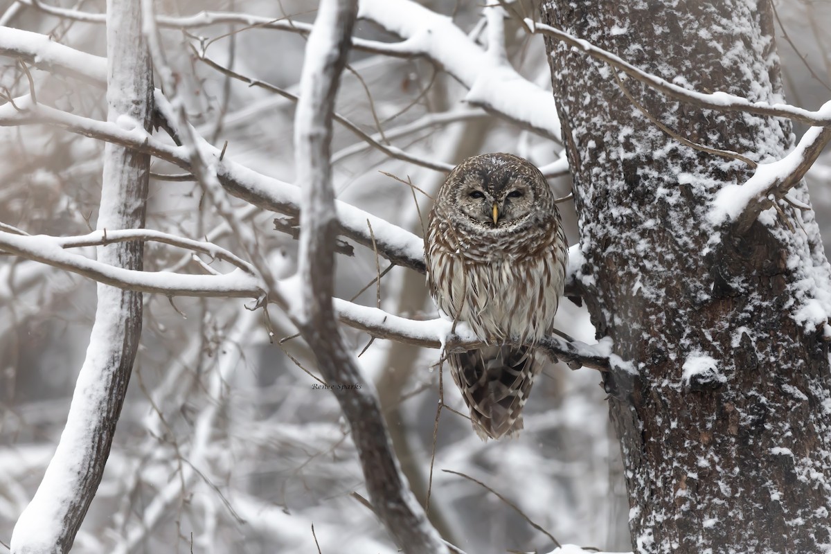Barred Owl - ML630816465